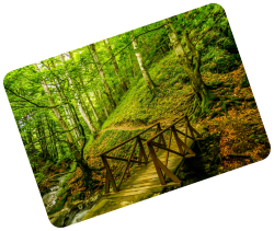 unsplash-bridge-forest