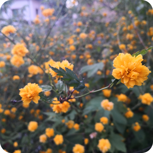 flowers-bush